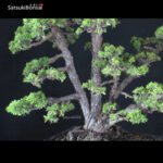 Pinus Pentaphylla var. Kokonoe VENDUTO - immagine 6