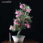 Azalea Satsuki var. Aoi-no-Kagayaki VENDUTO