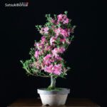 Azalea Satsuki var. Aoi-no-Kagayaki VENDUTO - immagine 2