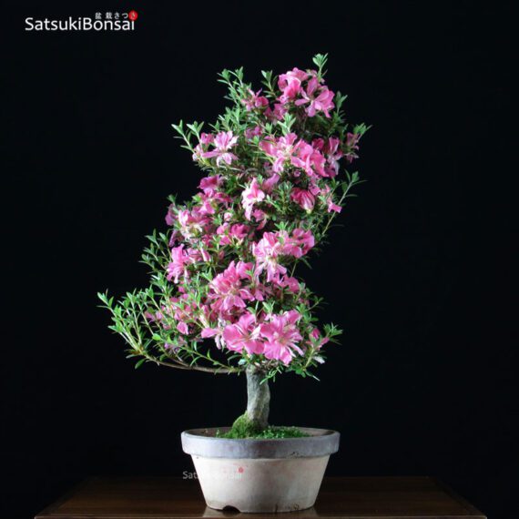 Azalea Satsuki var. Aoi-no-Kagayaki VENDUTO - immagine 2