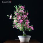 Azalea Satsuki var. Aoi-no-Kagayaki VENDUTO - immagine 3