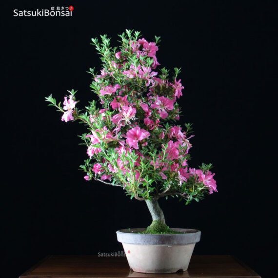 Azalea Satsuki var. Aoi-no-Kagayaki VENDUTO - immagine 3