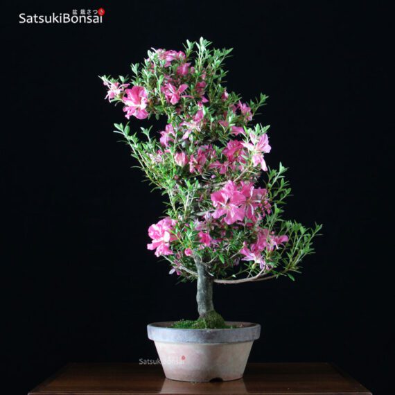 Azalea Satsuki var. Aoi-no-Kagayaki VENDUTO - immagine 4