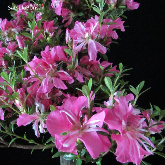 Azalea Satsuki var. Aoi-no-Kagayaki VENDUTO - immagine 5