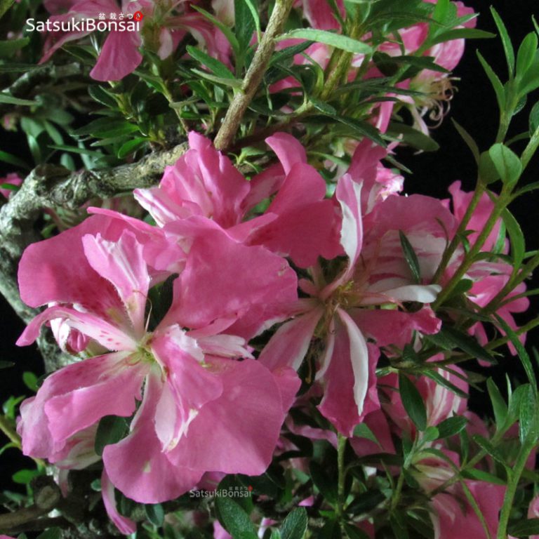Azalea Satsuki var. AoinoKagayaki VENDUTO SatsukiBonsai