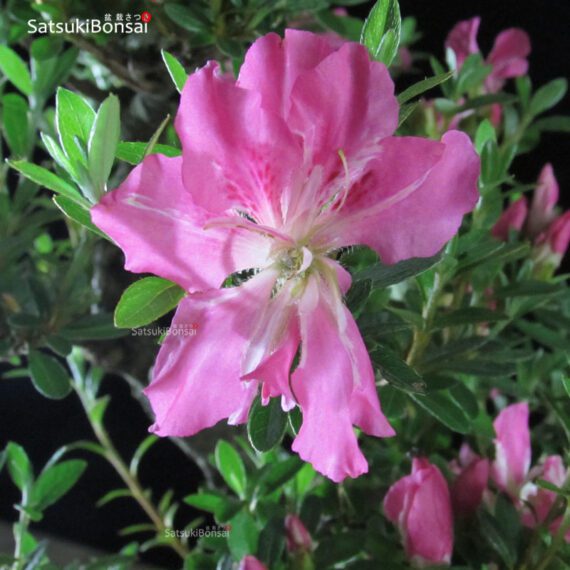 Azalea Satsuki var. Aoi-no-Kagayaki VENDUTO - immagine 7