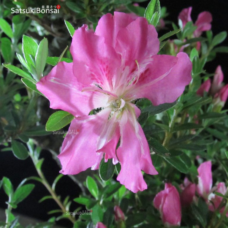 Azalea Satsuki var. AoinoKagayaki VENDUTO SatsukiBonsai