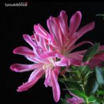 Azalea Satsuki HANABIN - immagine 2