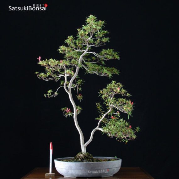 Azalea Satsuki Otakumi VENDUTO - immagine 2