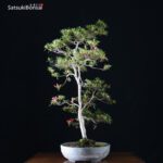 Azalea Satsuki Otakumi VENDUTO - immagine 3