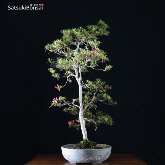 Azalea Satsuki Otakumi VENDUTO - immagine 3