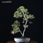 Azalea Satsuki Otakumi VENDUTO - immagine 4