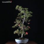 Azalea Satsuki Otakumi VENDUTO - immagine 5