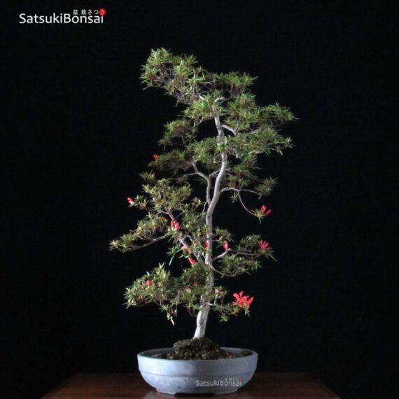 Azalea Satsuki Otakumi VENDUTO - immagine 5