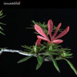 Azalea Satsuki Otakumi VENDUTO - immagine 7