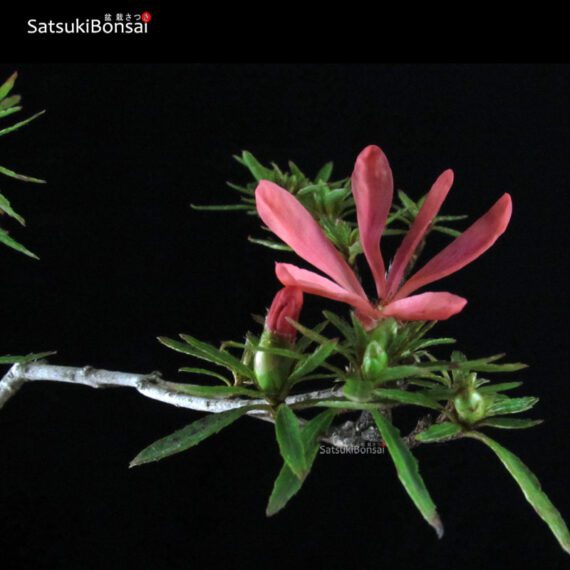 Azalea Satsuki Otakumi VENDUTO - immagine 7