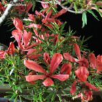 Azalea Satsuki Otakumi VENDUTO - immagine 6