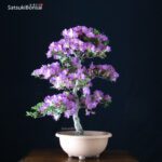 Azalea Satsuki Var. Myamamangetsu VENDUTO - immagine 3