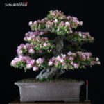 Azalea Satsuki Kakuo VENDUTO - immagine 2