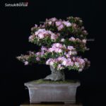 Azalea Satsuki Kakuo VENDUTO - immagine 3