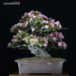 Azalea Satsuki Kakuo VENDUTO - immagine 4