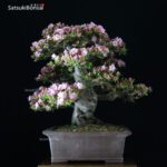 Azalea Satsuki Kakuo VENDUTO - immagine 5