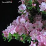 Azalea Satsuki Kakuo VENDUTO - immagine 7