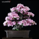 Azalea Satsuki Kakuo VENDUTO