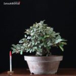 Eleagnus - Gumi VENDUTO