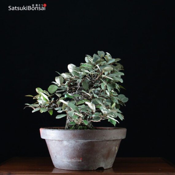 Eleagnus - Gumi VENDUTO - immagine 2