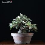 Eleagnus - Gumi VENDUTO - immagine 3