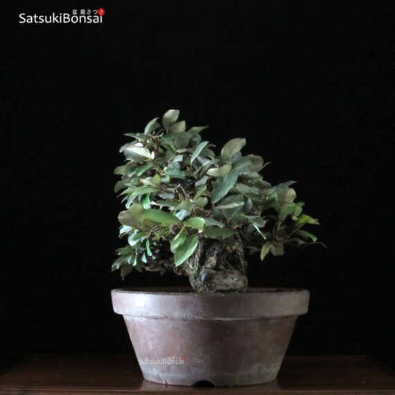 Eleagnus - Gumi VENDUTO - immagine 4