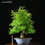 Callicarpa Japonica VENDUTO - immagine 8