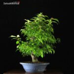 Callicarpa Japonica VENDUTO - immagine 9