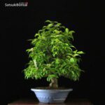 Callicarpa Japonica VENDUTO - immagine 10