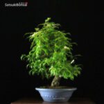 Callicarpa Japonica VENDUTO - immagine 11