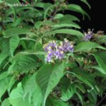 Callicarpa Japonica VENDUTO - immagine 12