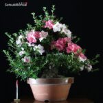 Azalea Satsuki EIKAN VENDUTO