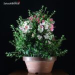 Azalea Satsuki EIKAN VENDUTO - immagine 2