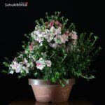 Azalea Satsuki EIKAN VENDUTO - immagine 3