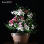 Azalea Satsuki EIKAN VENDUTO - immagine 4