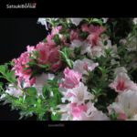 Azalea Satsuki EIKAN - immagine 2