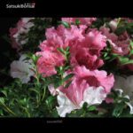 Azalea Satsuki EIKAN VENDUTO - immagine 6