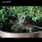 Azalea Satsuki EIKAN VENDUTO - immagine 7