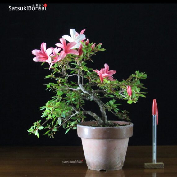 1501_1-Satsuki-Otarubi Azalea Satsuki Hotarubi VENDUTO - immagine 1