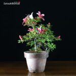 Azalea Satsuki Hotarubi VENDUTO - immagine 2