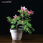 Azalea Satsuki Hotarubi VENDUTO - immagine 3