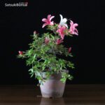 Azalea Satsuki Hotarubi VENDUTO - immagine 4