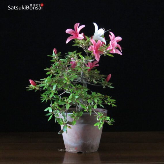 Azalea Satsuki Hotarubi VENDUTO - immagine 4