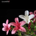 Azalea Satsuki Hotarubi VENDUTO - immagine 5